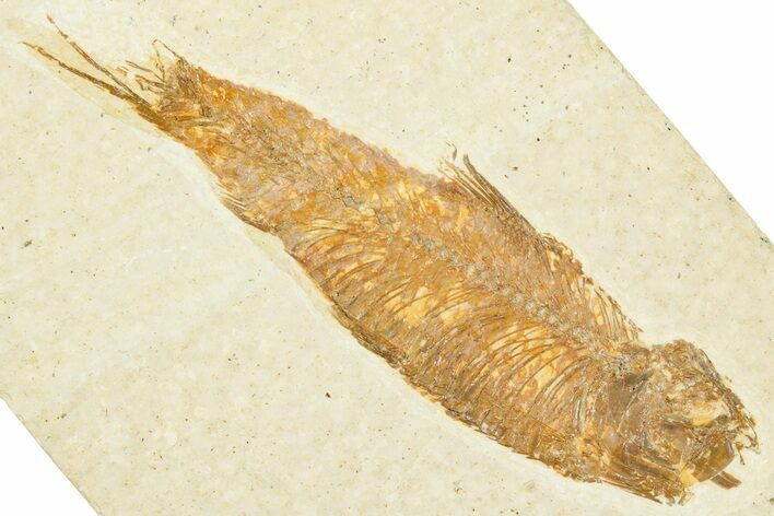 Detailed Fossil Fish (Knightia) - Wyoming #329588